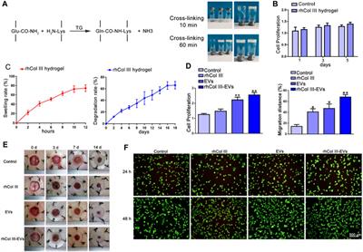 Tissue engineering applications of recombinant human collagen: a review of recent progress